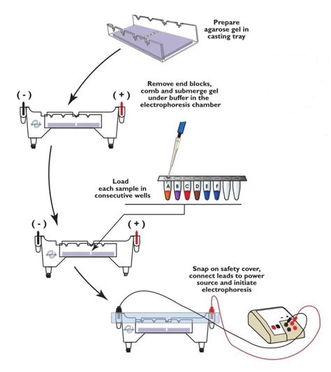 interpretation of dna gel electrophoresis results|DNA Gel Electrophoresis: Concept, Procedure, and Applications.
